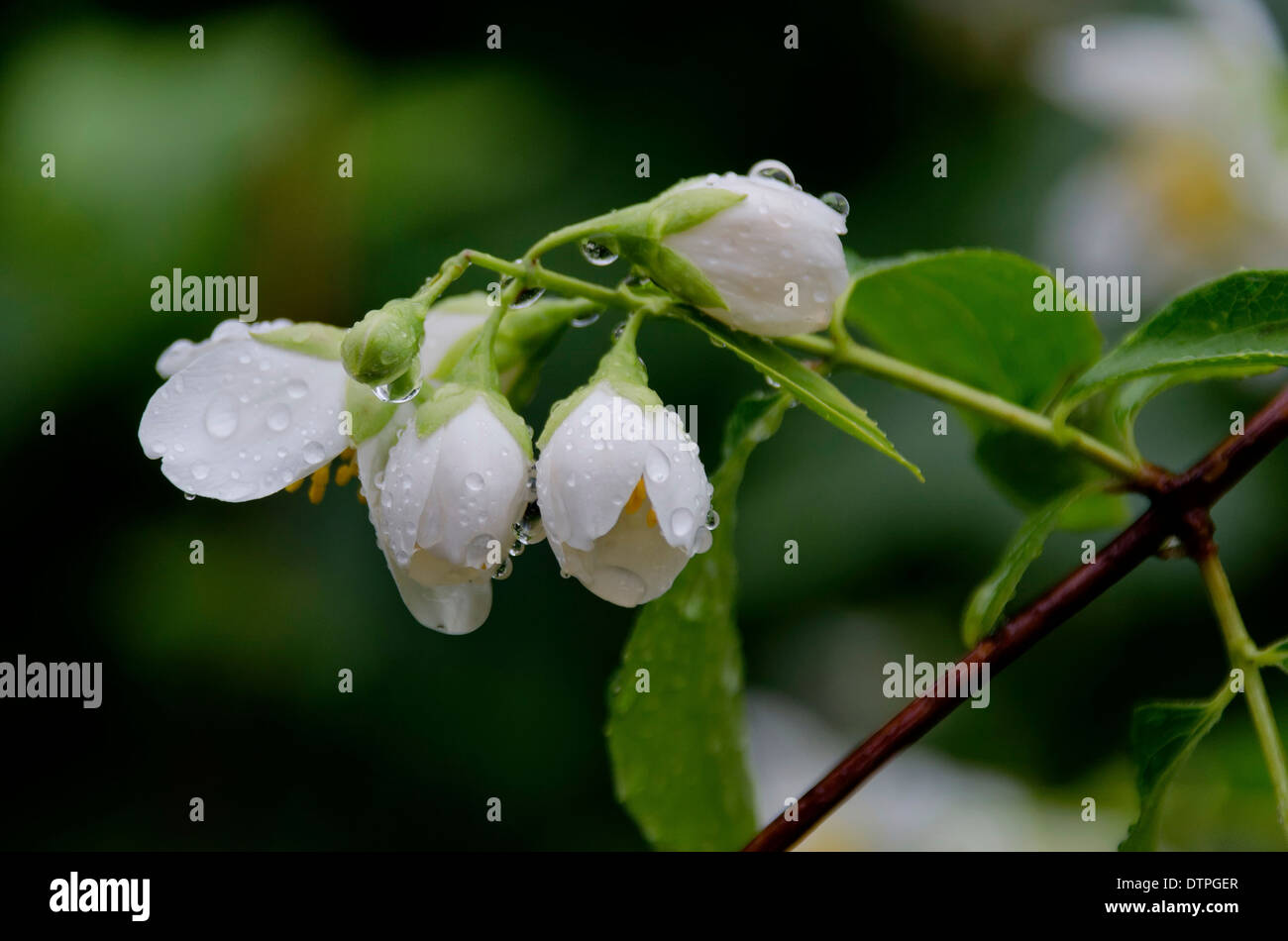 Jasmin weiß Blumen Stockfoto