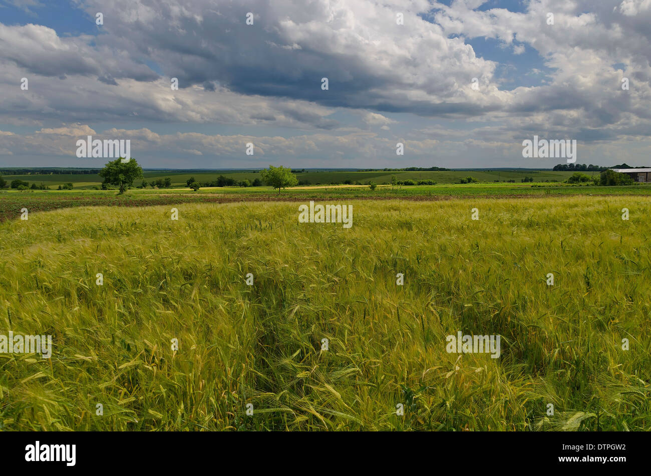 Ländliche Weizenfeld Stockfoto