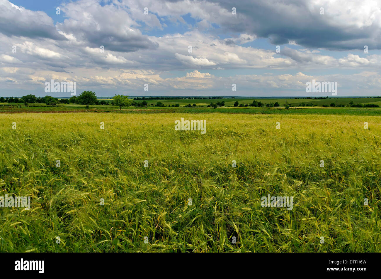 Ländliche Weizenfeld Stockfoto