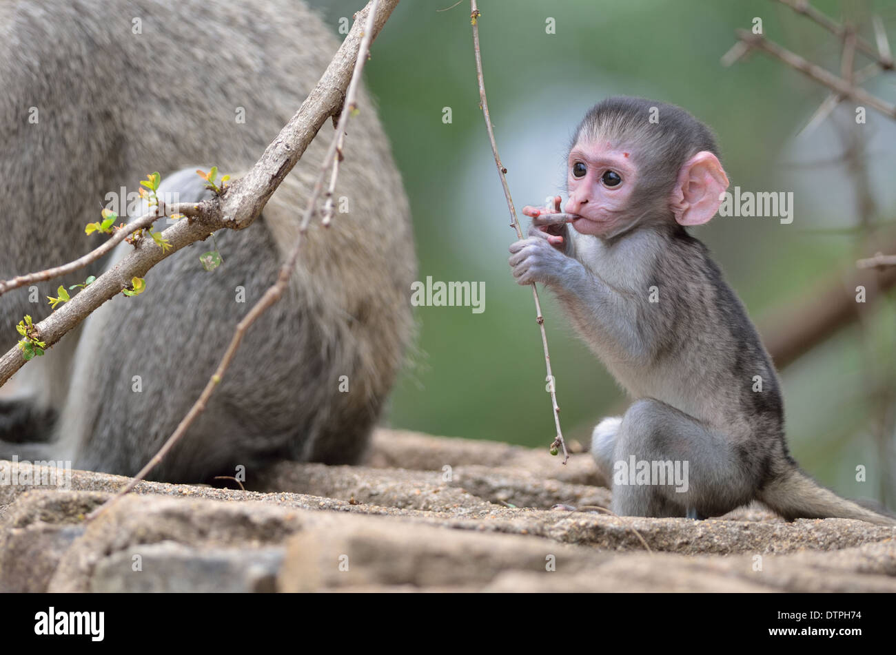 Vervet Affen (grüne Aethiops), Erwachsene und Baby, Finger im Mund, Krüger Nationalpark, Südafrika, Afrika Stockfoto