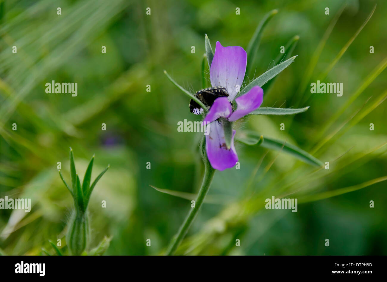 Lila Feldblume mit schwarzen Käfer Stockfoto