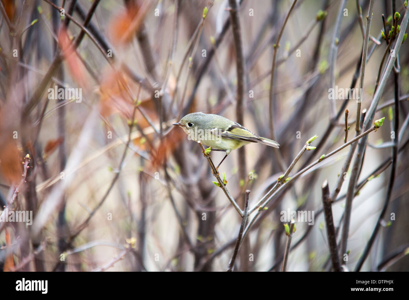 Rubin-gekrönter Goldhähnchen gesehen im Brooklyn Bridge Park in Brooklyn, New York. Stockfoto