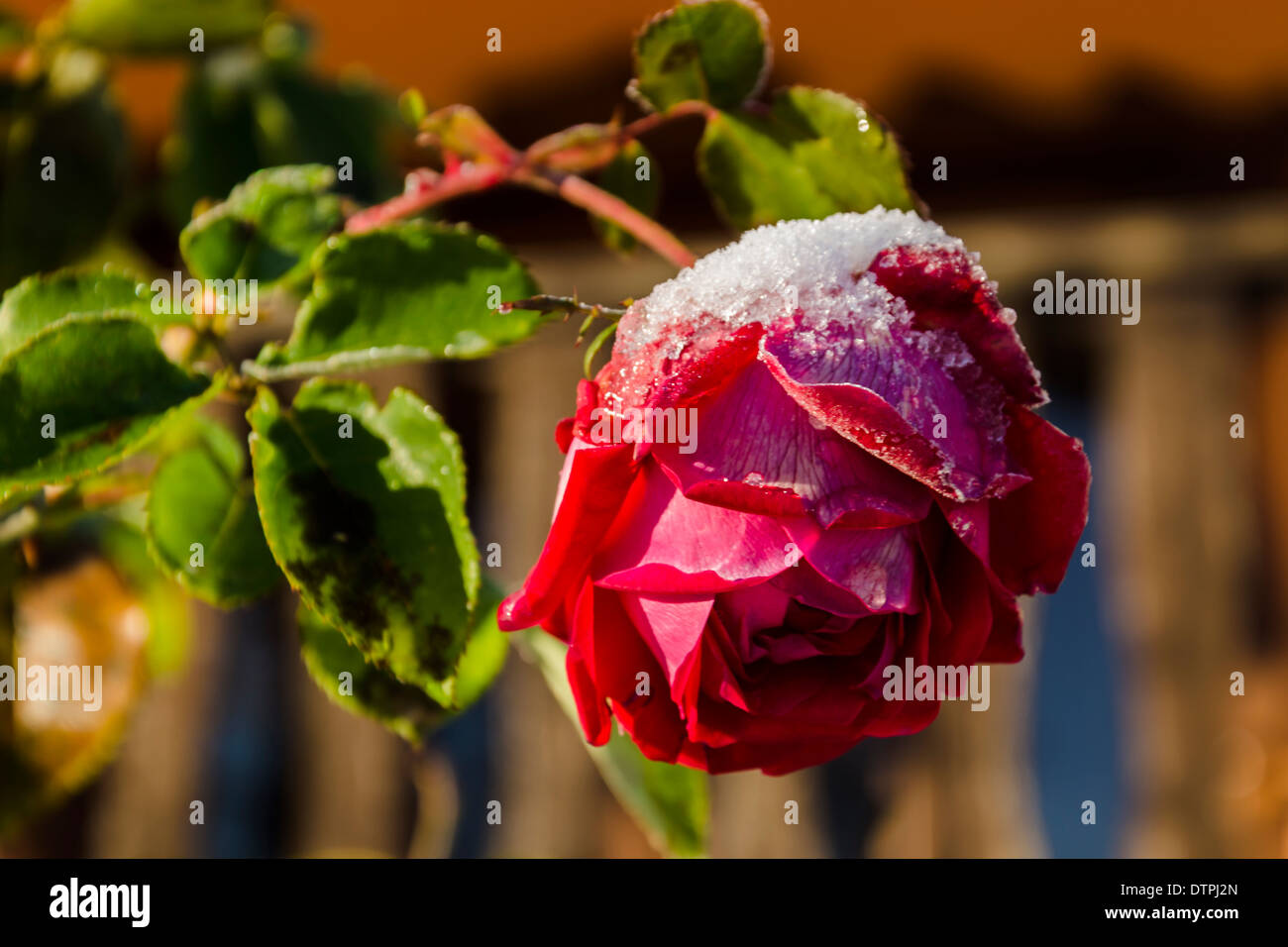 Winter-rose Stockfoto