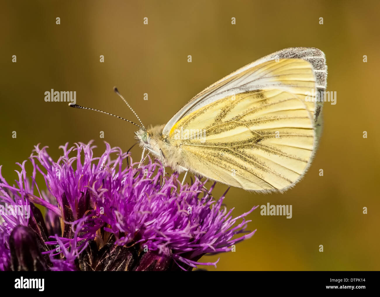 Grün-veined weiß Schmetterling / Pieris Napi Stockfoto