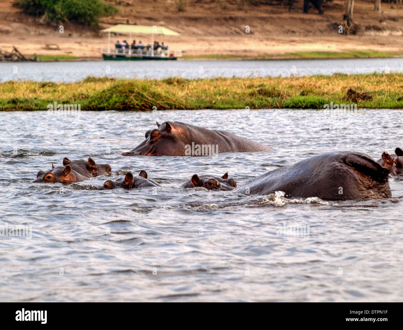 Hippopotamus im Fluss Chobe mit touristischen Safari Boot im Hintergrund Stockfoto