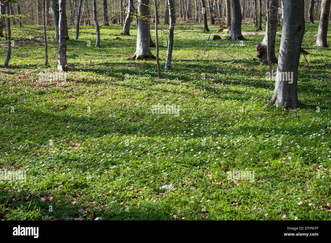Waldboden im Frühjahr mit Buschwindröschen und grüne Abdeckung Stockfoto