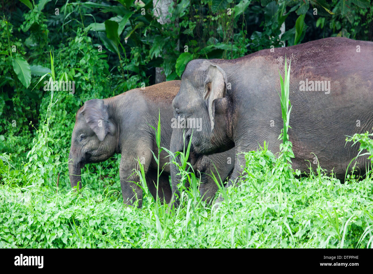 Borneo Pygmy Elefanten (Elephas Maximus Borneensis) in Borneo, Malaysia Stockfoto