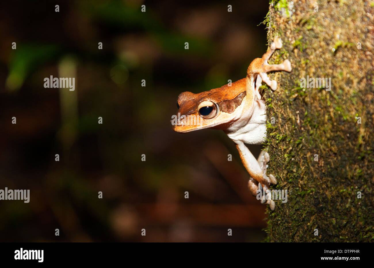 Ein dunkel-Schmuckschildkröte oder maskierten Laubfrosch (Polypedates Macrotis) auf einen Stamm in Borneo, Malaysia Stockfoto