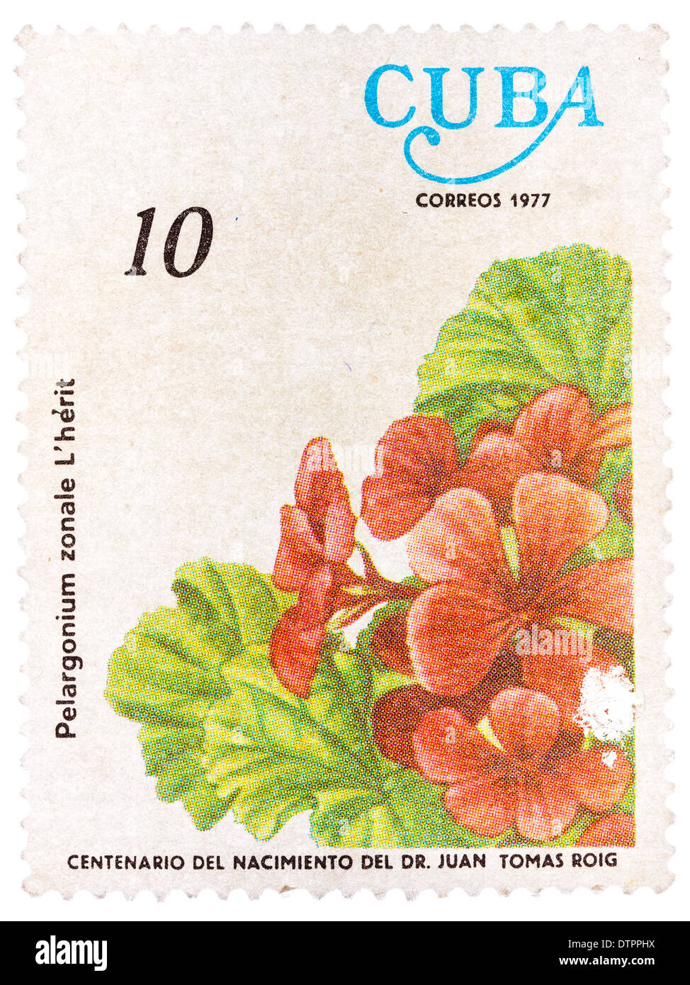 Kuba - CIRCA 1977: Eine Briefmarke gedruckt in Kuba, Blume zeigt Pelargonium Zonale, circa 1977 Stockfoto