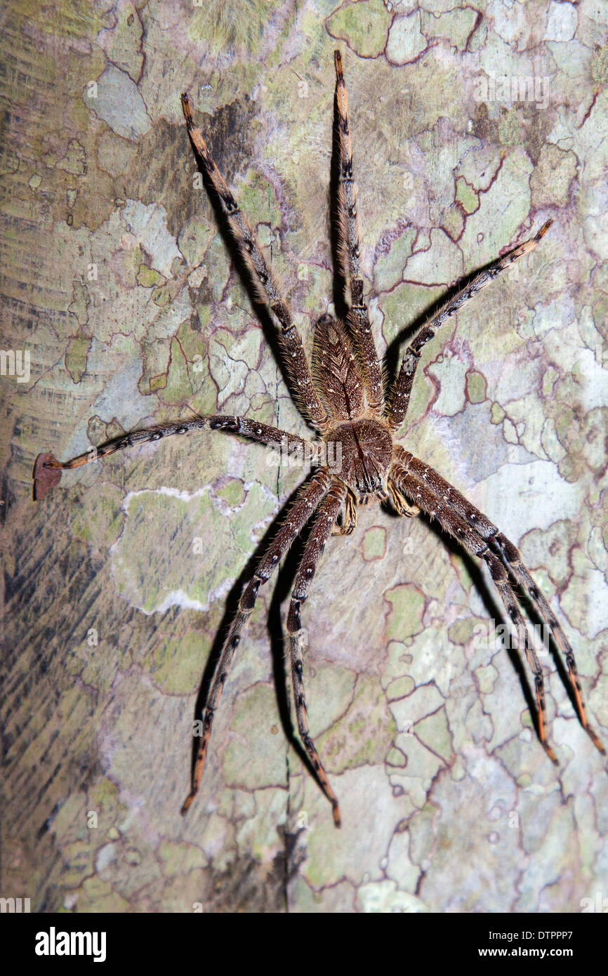 Eine Huntsman Spinne (Heteropoda) in Borneo, Malaysia Stockfoto