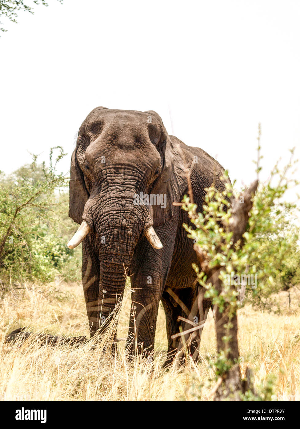 Elefant stehend gerichtete Kamera Stockfoto