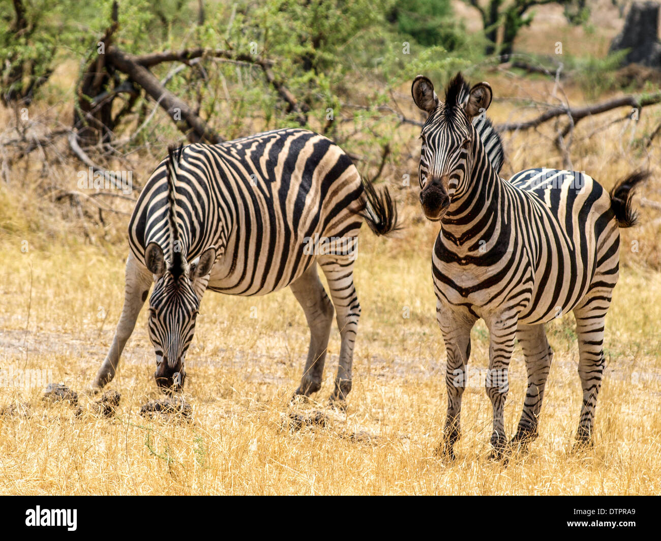 Zebras Stockfoto