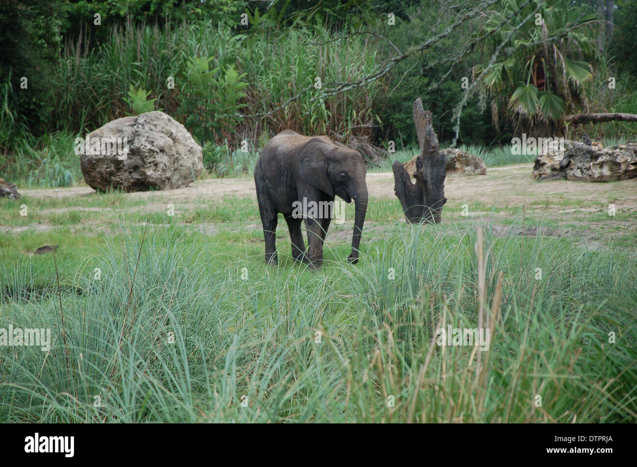 Elefant in Animal Kingdom Theme Pk bei der Walt Disney World, Orlando, Florida, USA Stockfoto