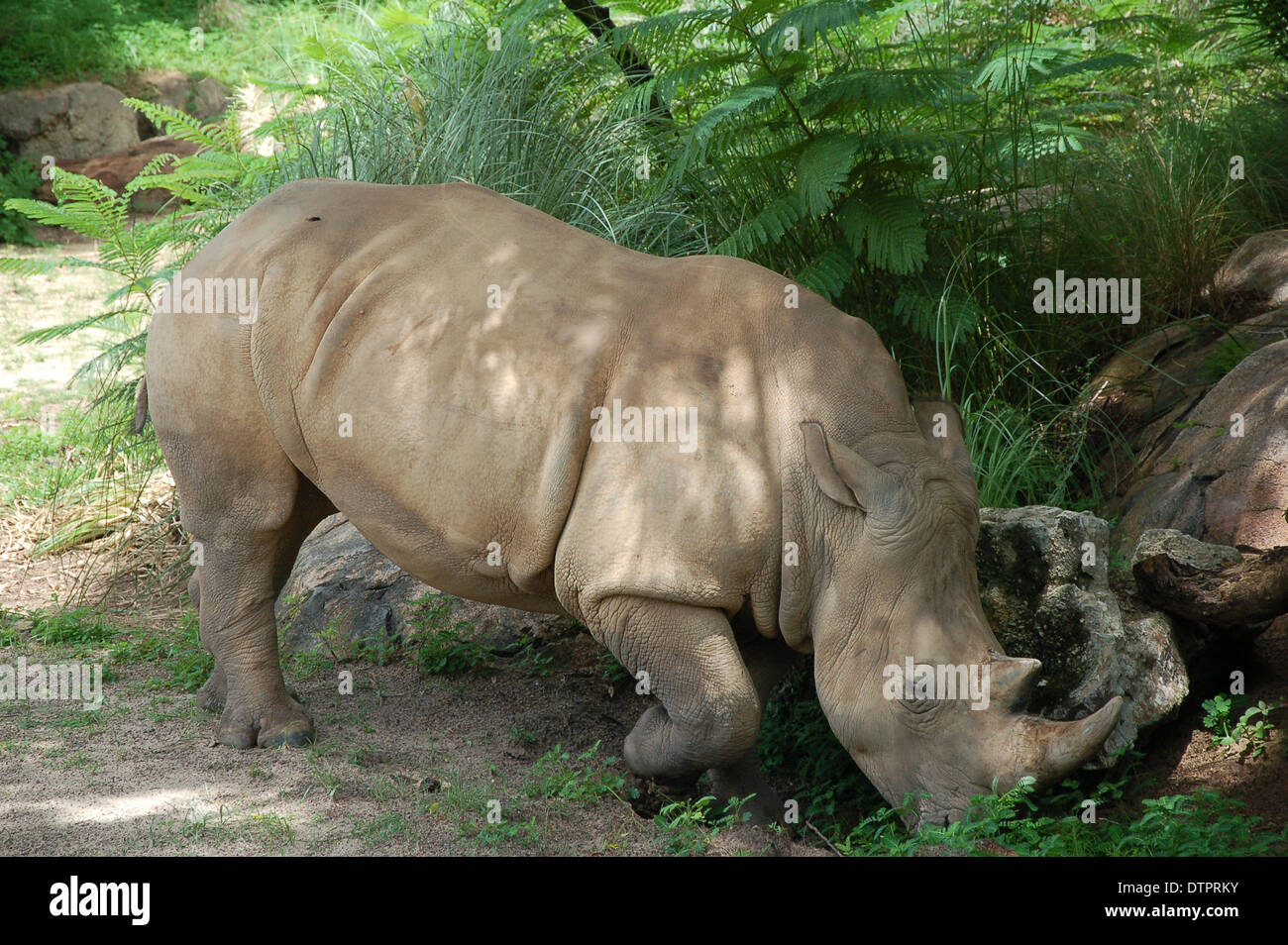 Nashorn in Animal Kingdom Theme Pk bei der Walt Disney World, Orlando, Florida, USA Stockfoto