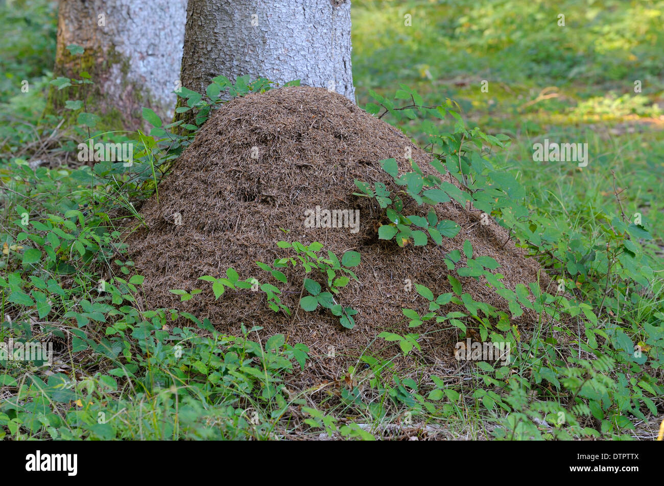 Ameisenhaufen, rote Waldameise, Bayern, Deutschland / (Formica Rufa ...