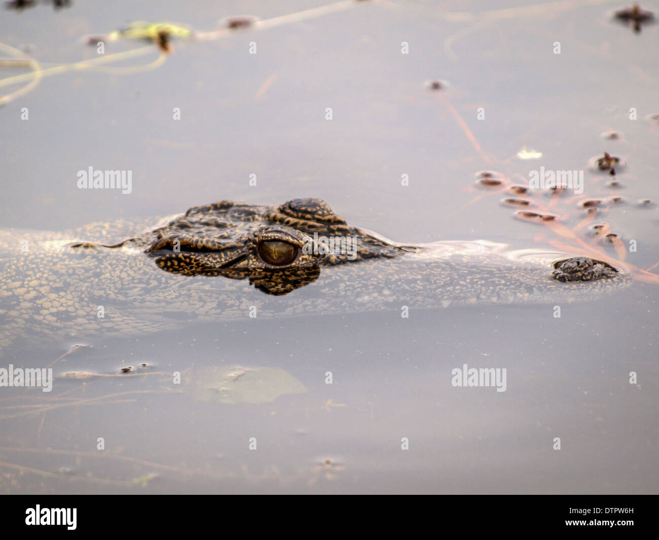 Krokodil Augen außerhalb des Wassers Stockfoto