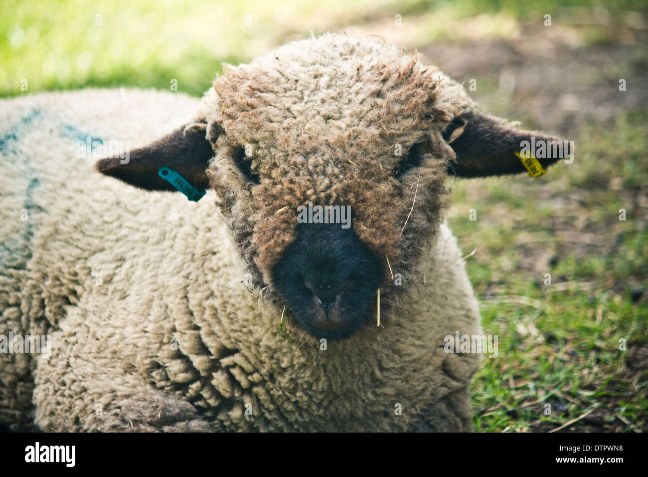 Ein Oxford unten Schaf sitzen auf dem Rasen in einer Farm. Stockfoto