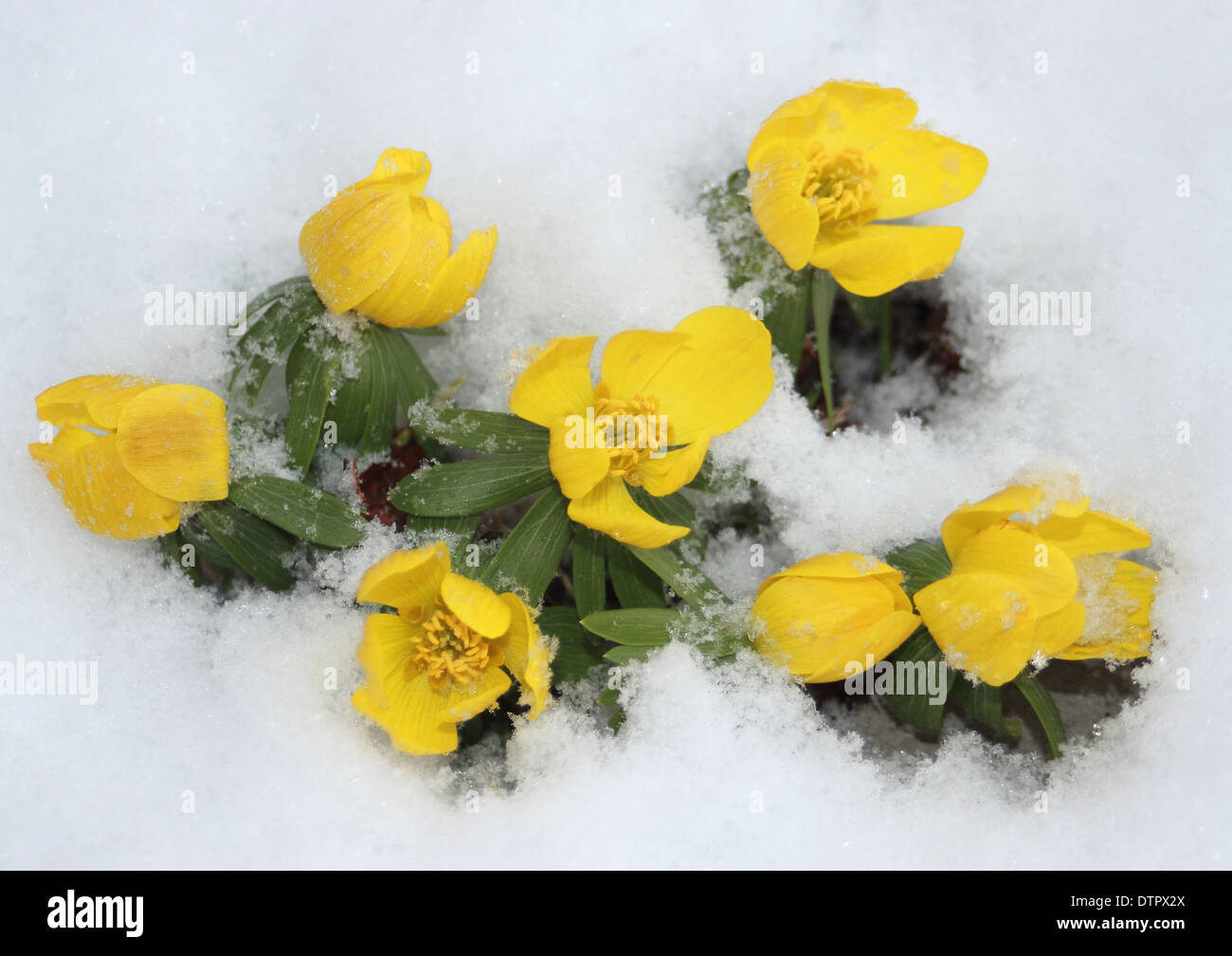 Gelb Eranthis Blume im verschneiten Garten im Frühjahr Stockfoto