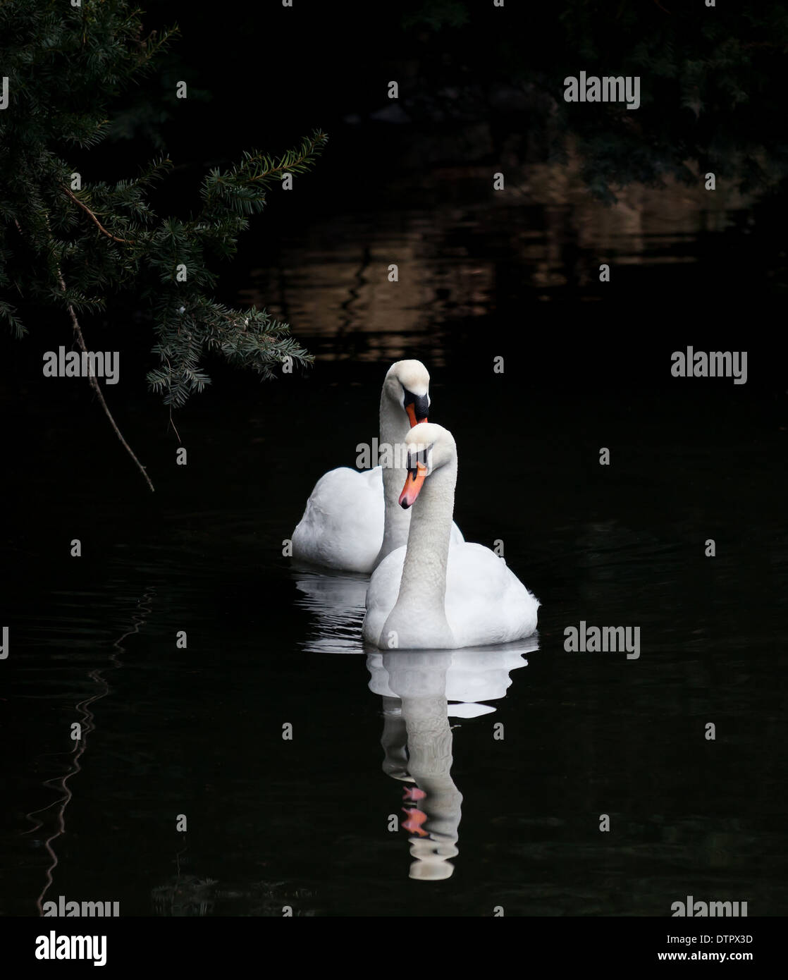 Höckerschwan Stockfoto Höckerschwan Stockfoto