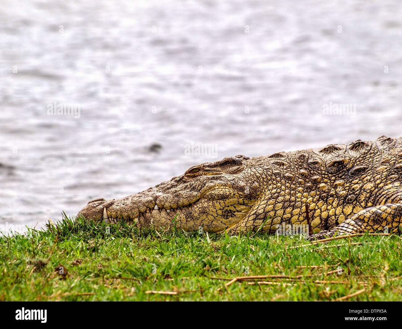 Krokodil ruht in der Wiese, Kopf closeup Stockfoto