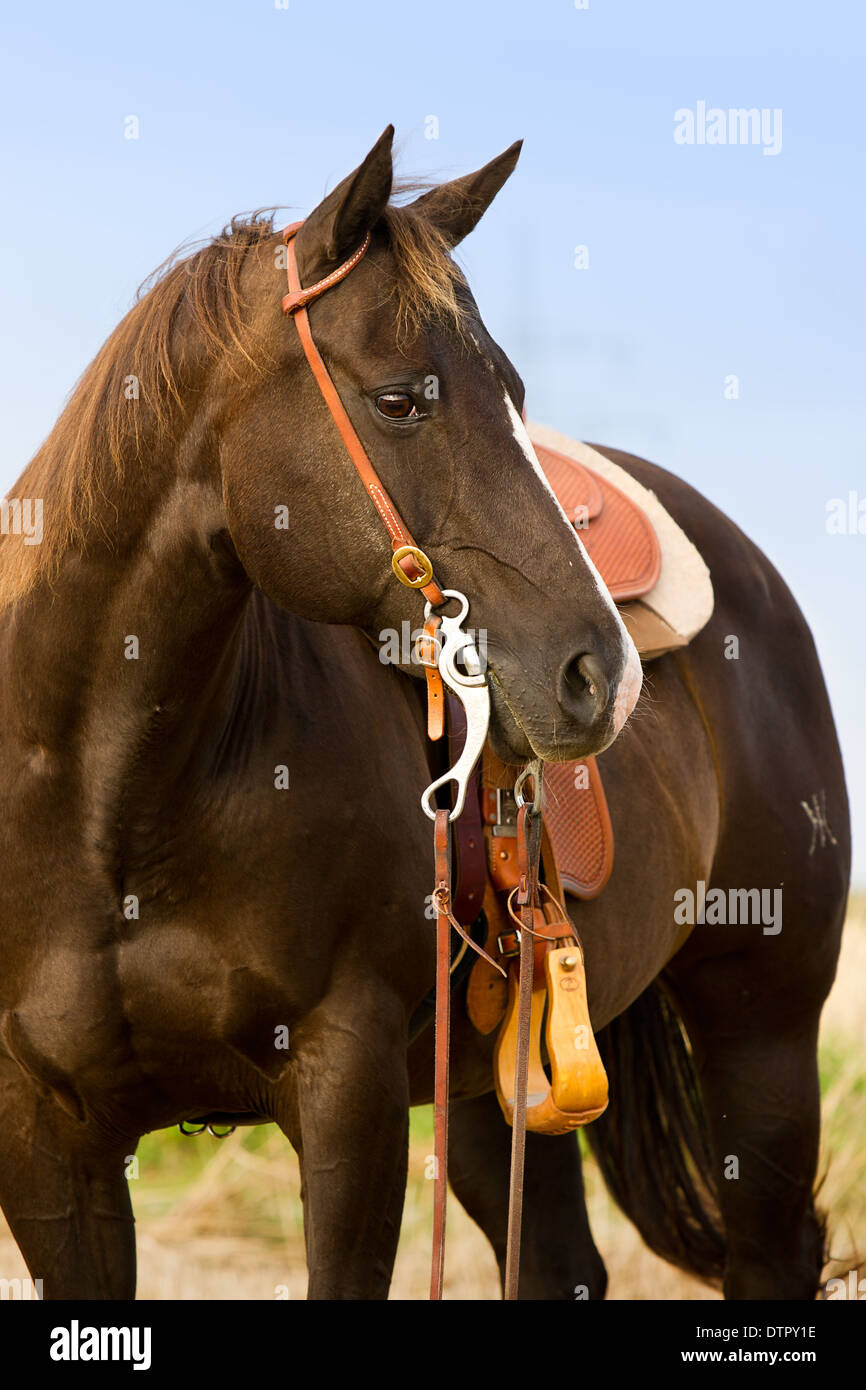 Braune Quarter Horse Stute Stockfoto