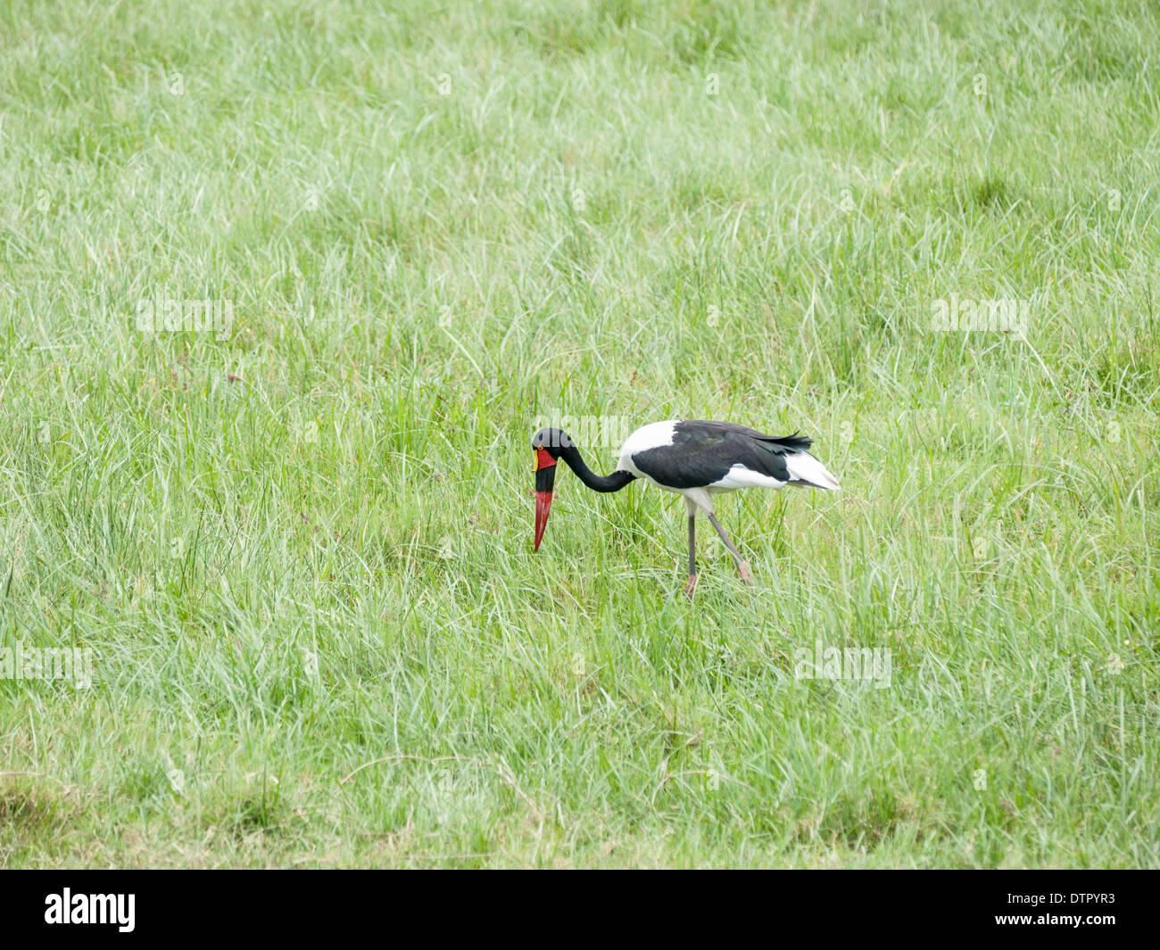 Der Sattel – abgerechnet Storch (Nahrung Senegalensis) ist ein großer waten Vogel in der Familie Storch, Ciconiidae. Stockfoto