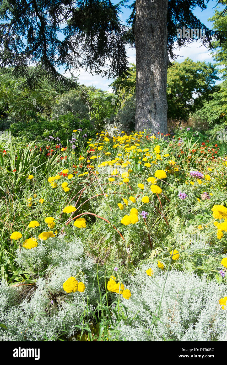 Wildblumen in Kew Royal Botanic Gardens, England Stockfoto