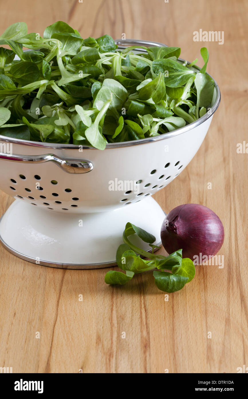 Feldsalat in einem weißen Emaille Sieb und eine rote Zwiebel auf dem Küchentisch mit textfreiraum im unteren Bereich das Bild Stockfoto