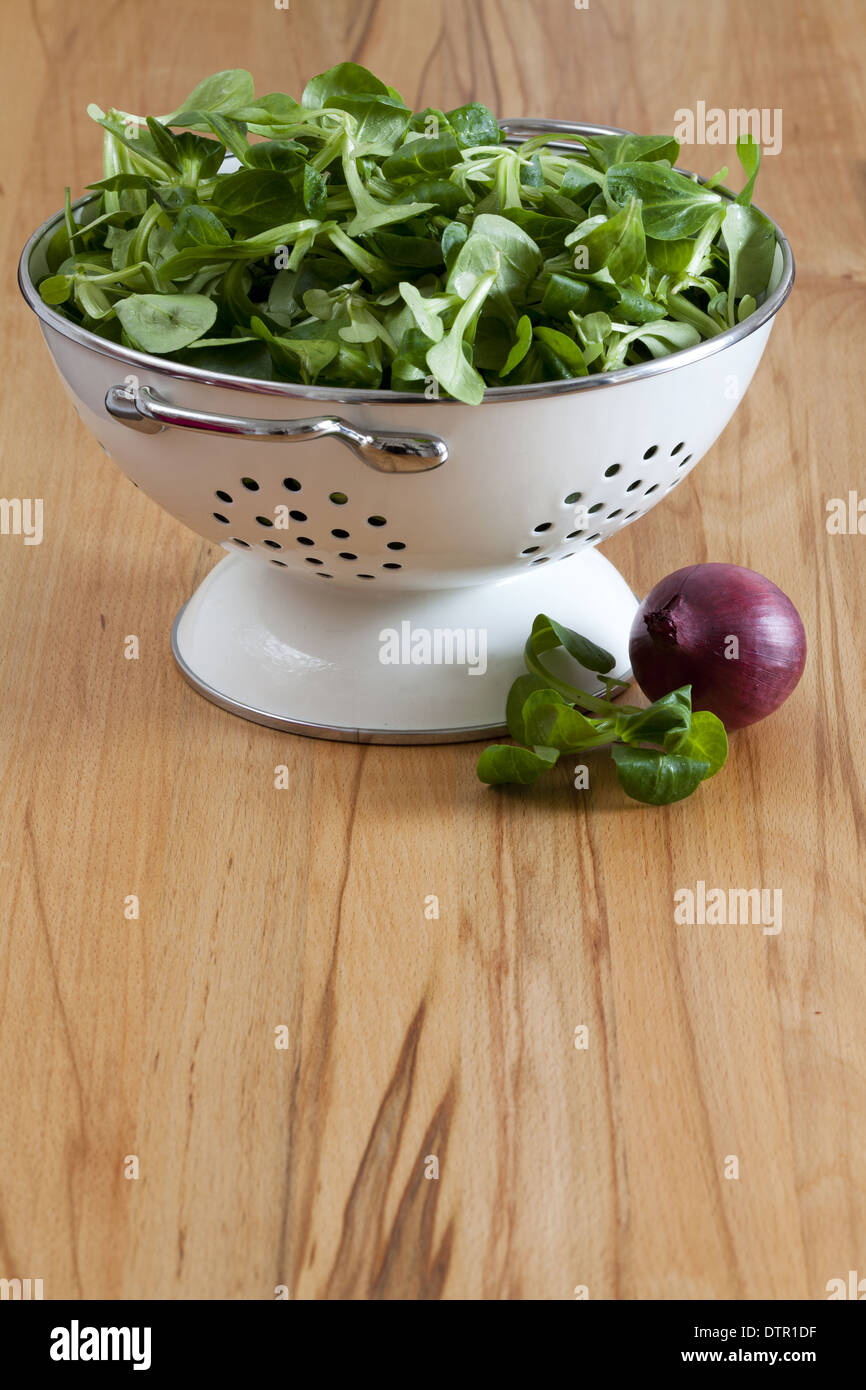 Feldsalat in einem weißen Emaille Sieb und eine rote Zwiebel auf dem Küchentisch mit textfreiraum im unteren Bereich das Bild Stockfoto