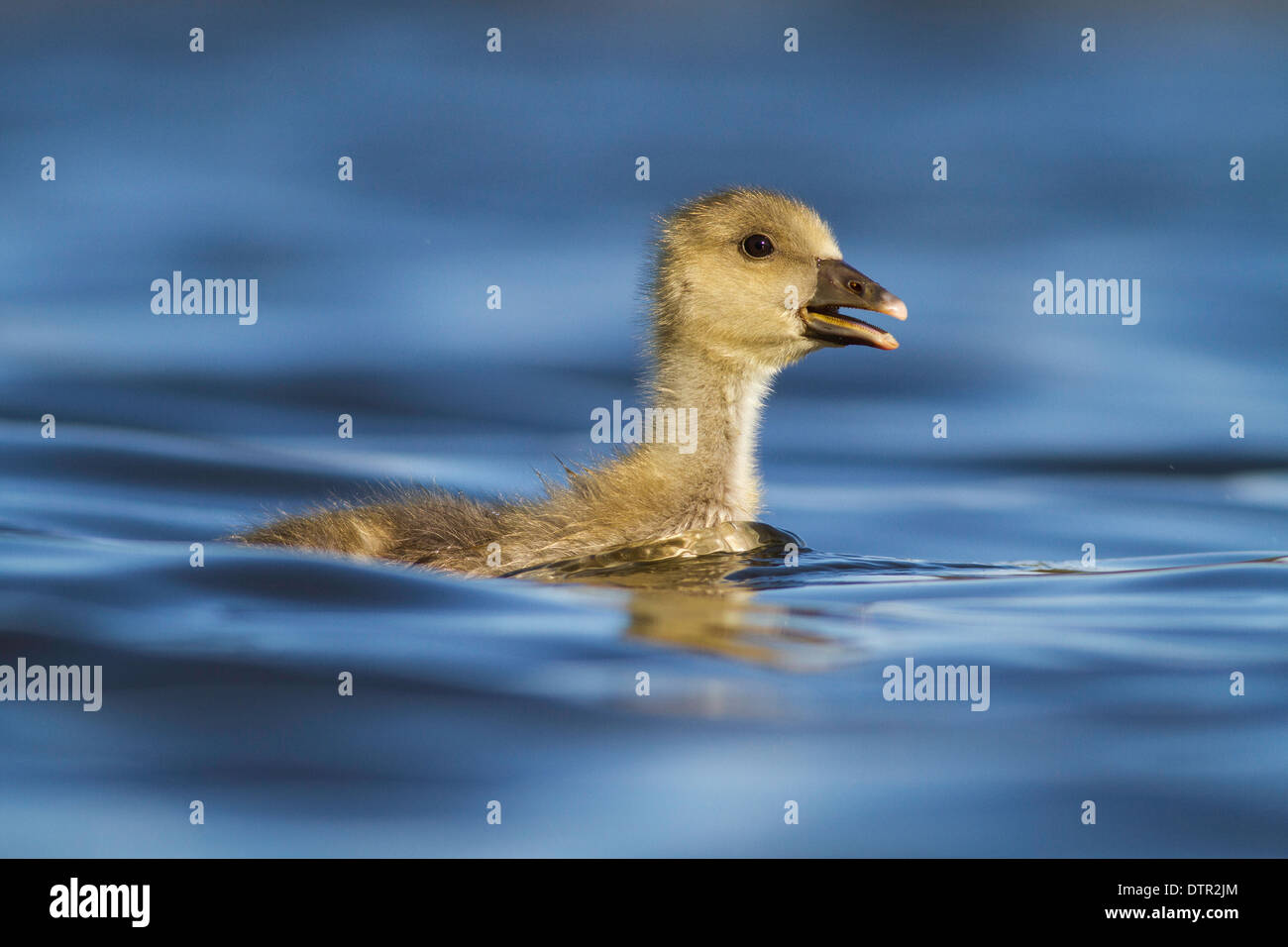 Graugans Gans Gosling (Anser Anser) auf den Norfolk broads Stockfoto