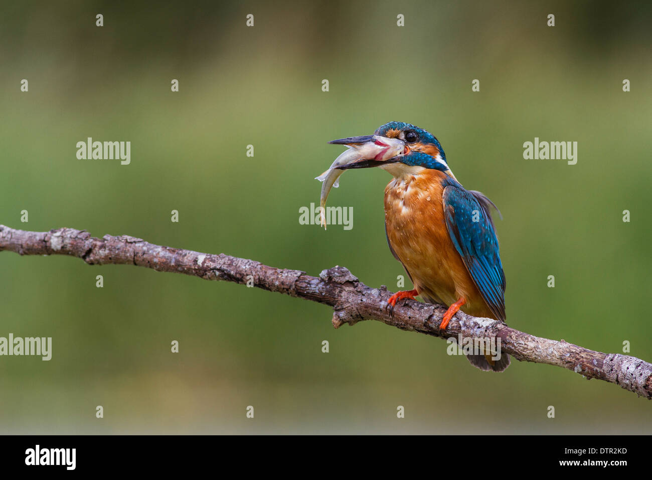 gemeinsamen Eisvogel Alcedo Atthis thront mit ist Fang Stockfoto