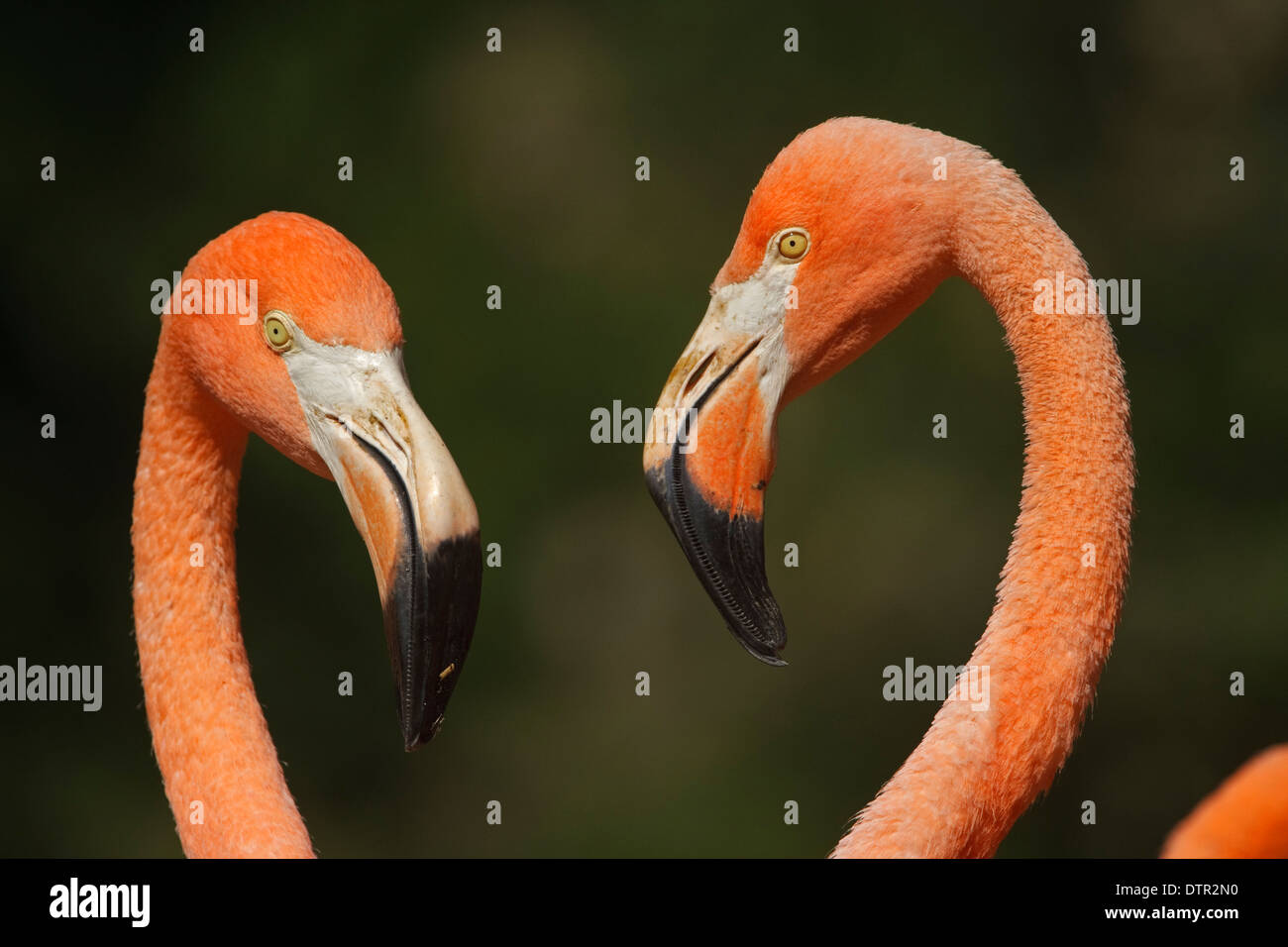 Leiter des amerikanischen Flamingo (Phoenicopterus Ruber Ruber) Stockfoto
