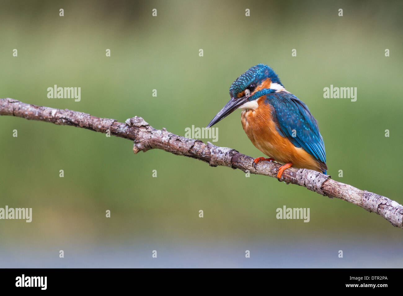 Eisvogel thront auf einem Ast über einen kleinen See Stockfoto