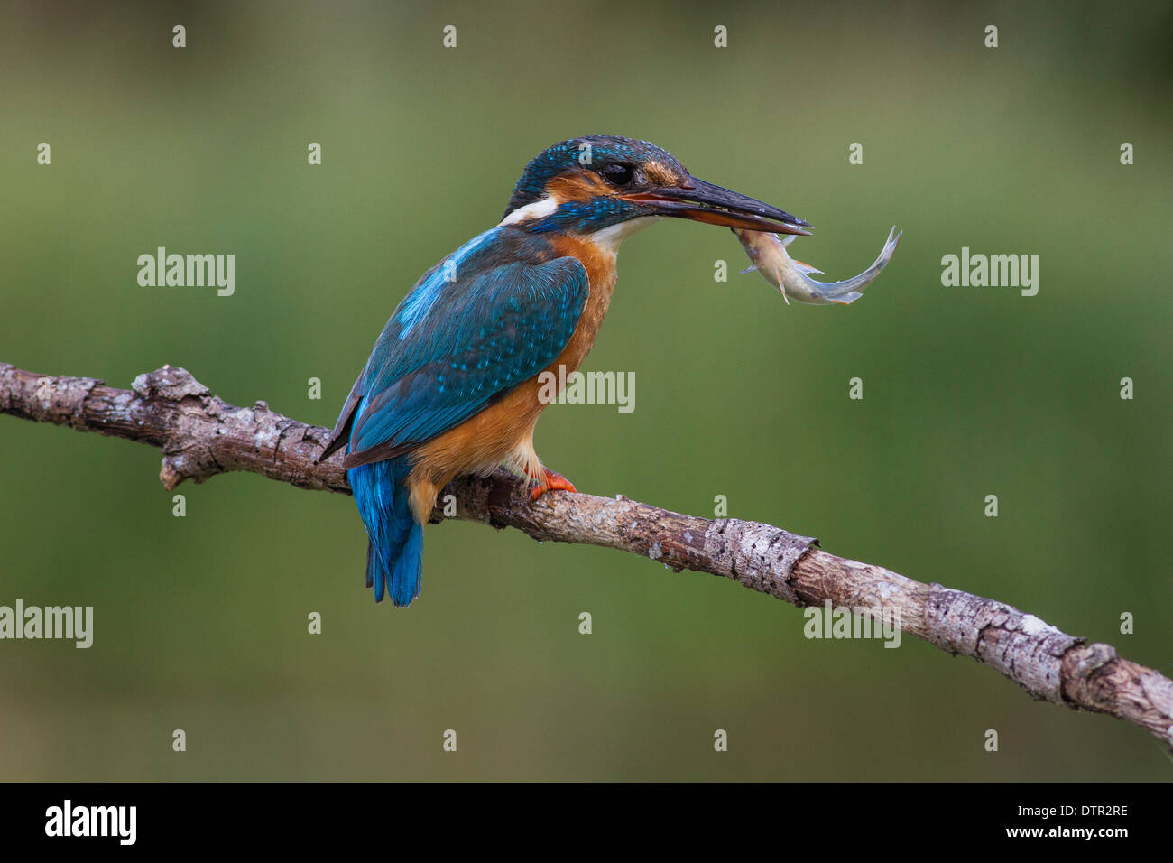 weibliche common Kingfisher Alcedo Atthis thront mit einem Fisch Stockfoto