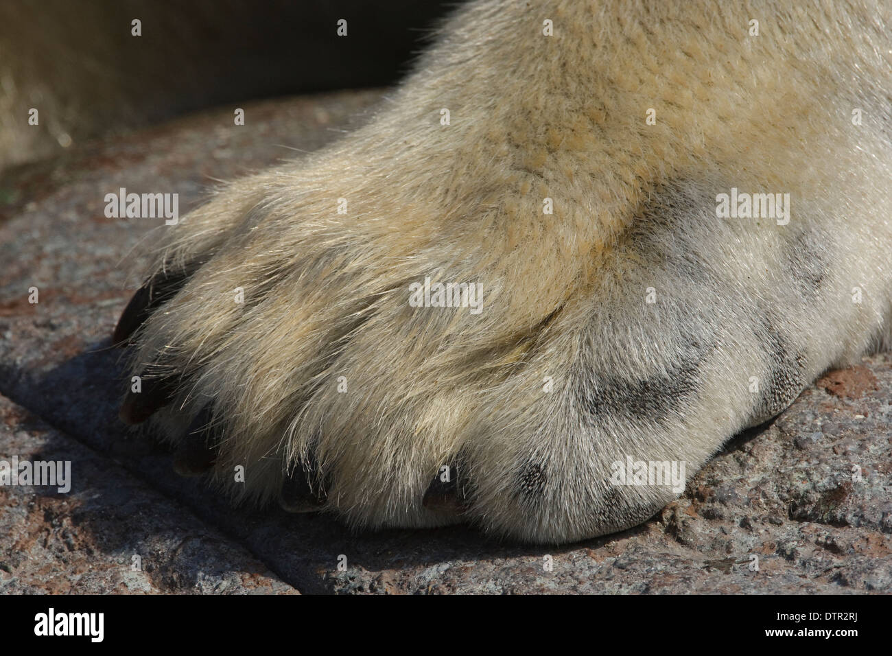 Vordere Pfote von Eisbär (Thalassarctos Maritimus) Stockfoto