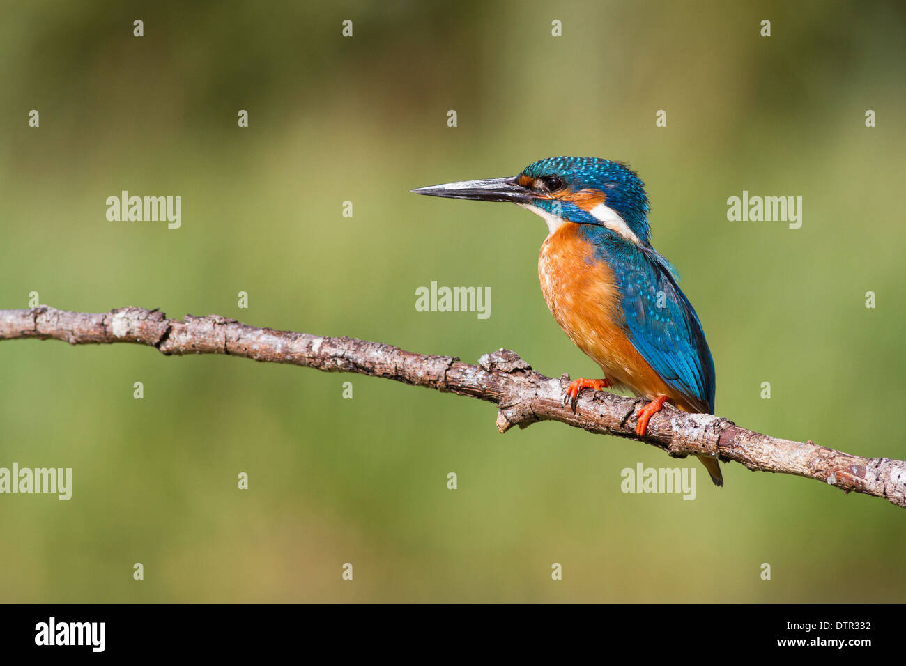 männliche common Kingfisher Alcedo Atthis thront Stockfoto