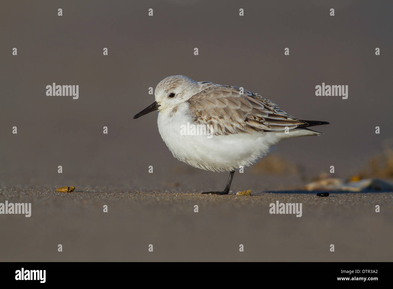 Sanderling Calidris Alba am Strand in Norfolk, Großbritannien Stockfoto