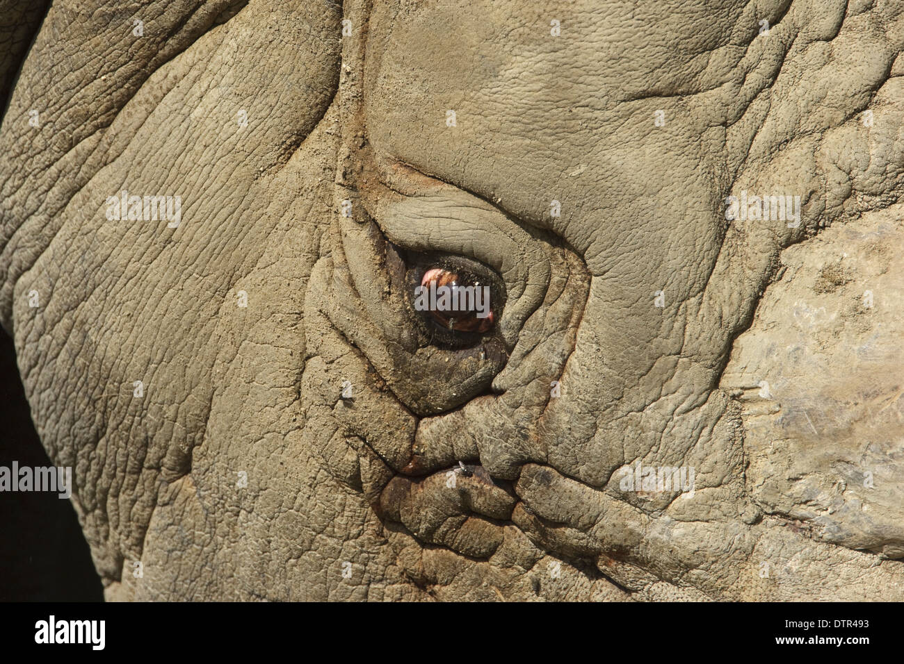 Kopf und Augen von weißer Rhinoceros (Ceratotherium Simum) Stockfoto