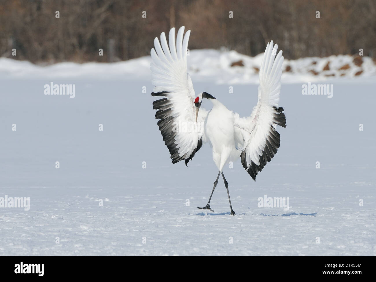 Rot gekrönten aka japanische Kraniche Grus Japonensis auf einem schneebedeckten Feld mit Bäumen im Hintergrund in der Nähe von Akan in Hokkaido, Japan Stockfoto