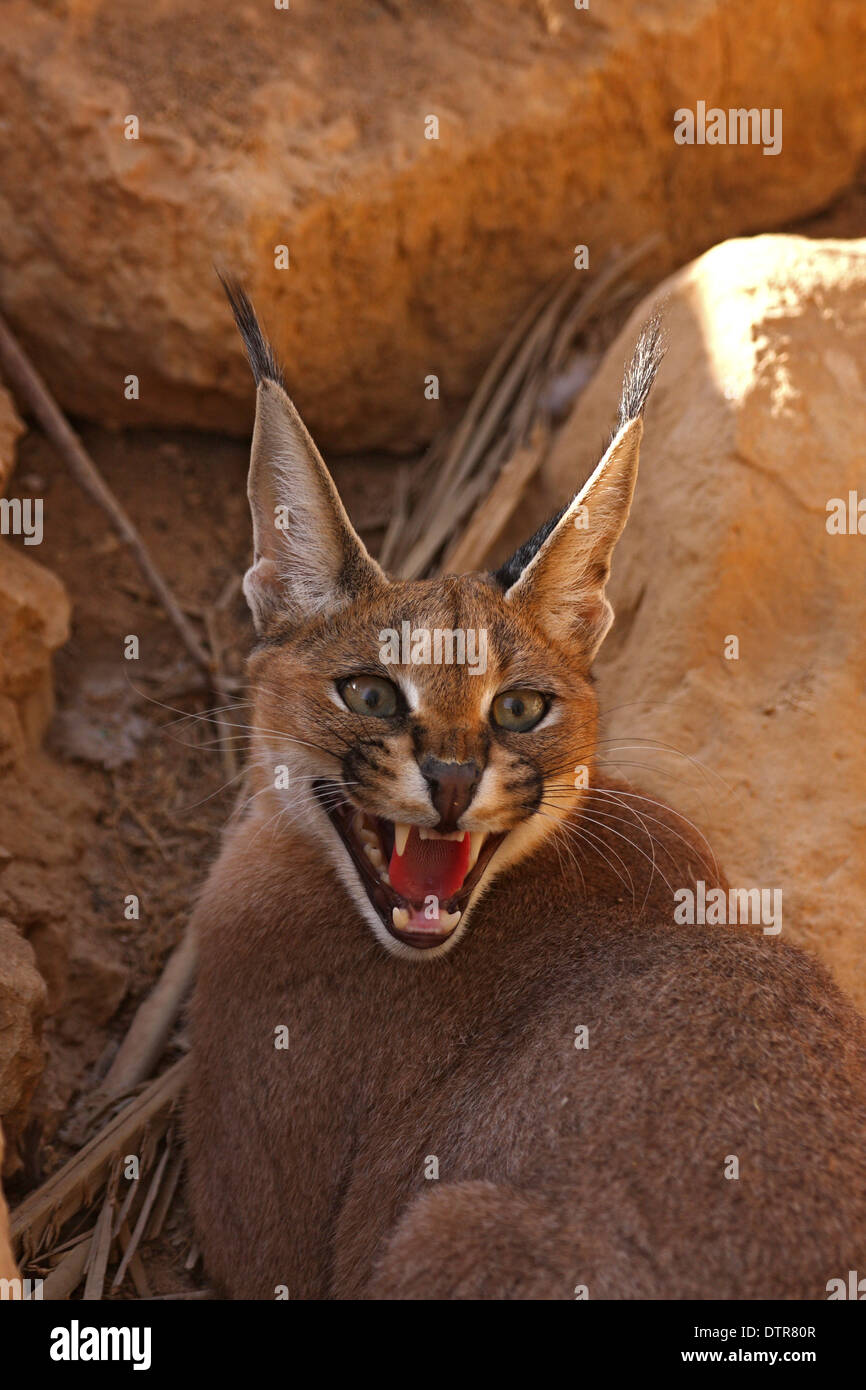 Karakal (Caracal Caracal Stockfotografie Alamy