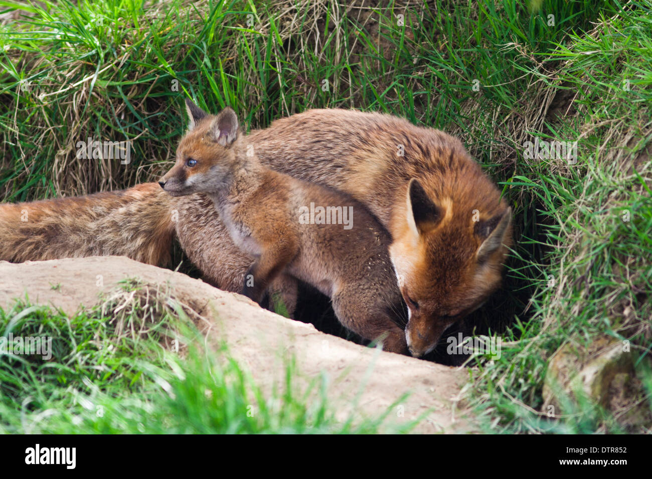 Europäische Red Fox in Großbritannien. Mai Stockfoto