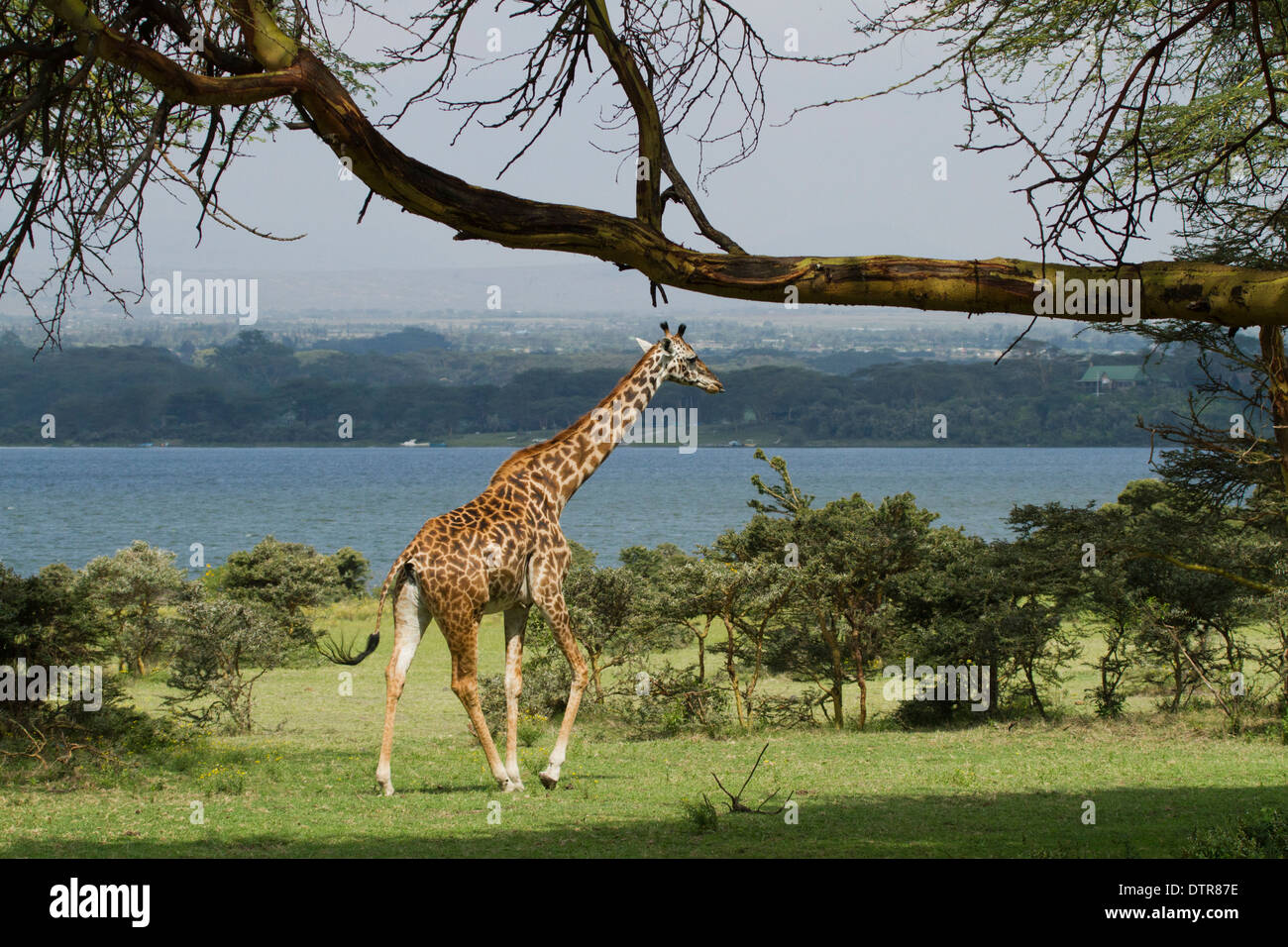 Ein Masai-Giraffe (Giraffa Plancius Tippelskirchi) unter einer Akazie Stockfoto