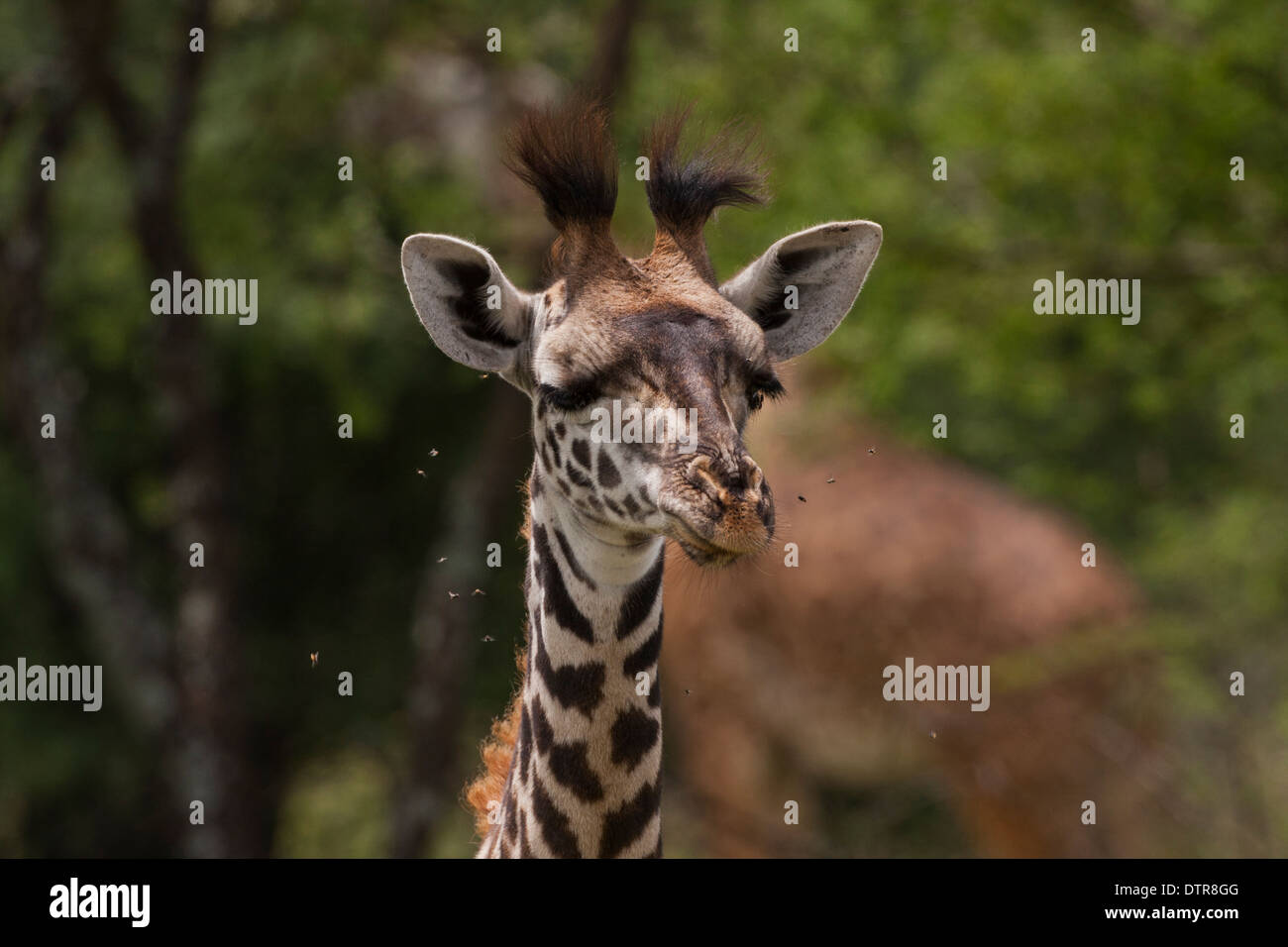 Nahaufnahme einer Masai-Giraffe (Giraffa Plancius Tippelskirchi) Stockfoto