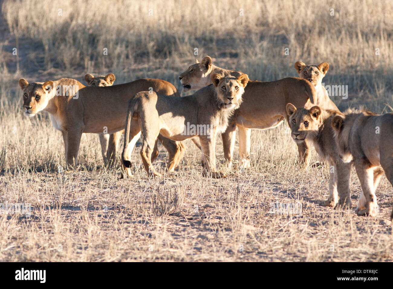 Afrikanischer Löwe stolz in der Kalahari-Wüste Stockfoto