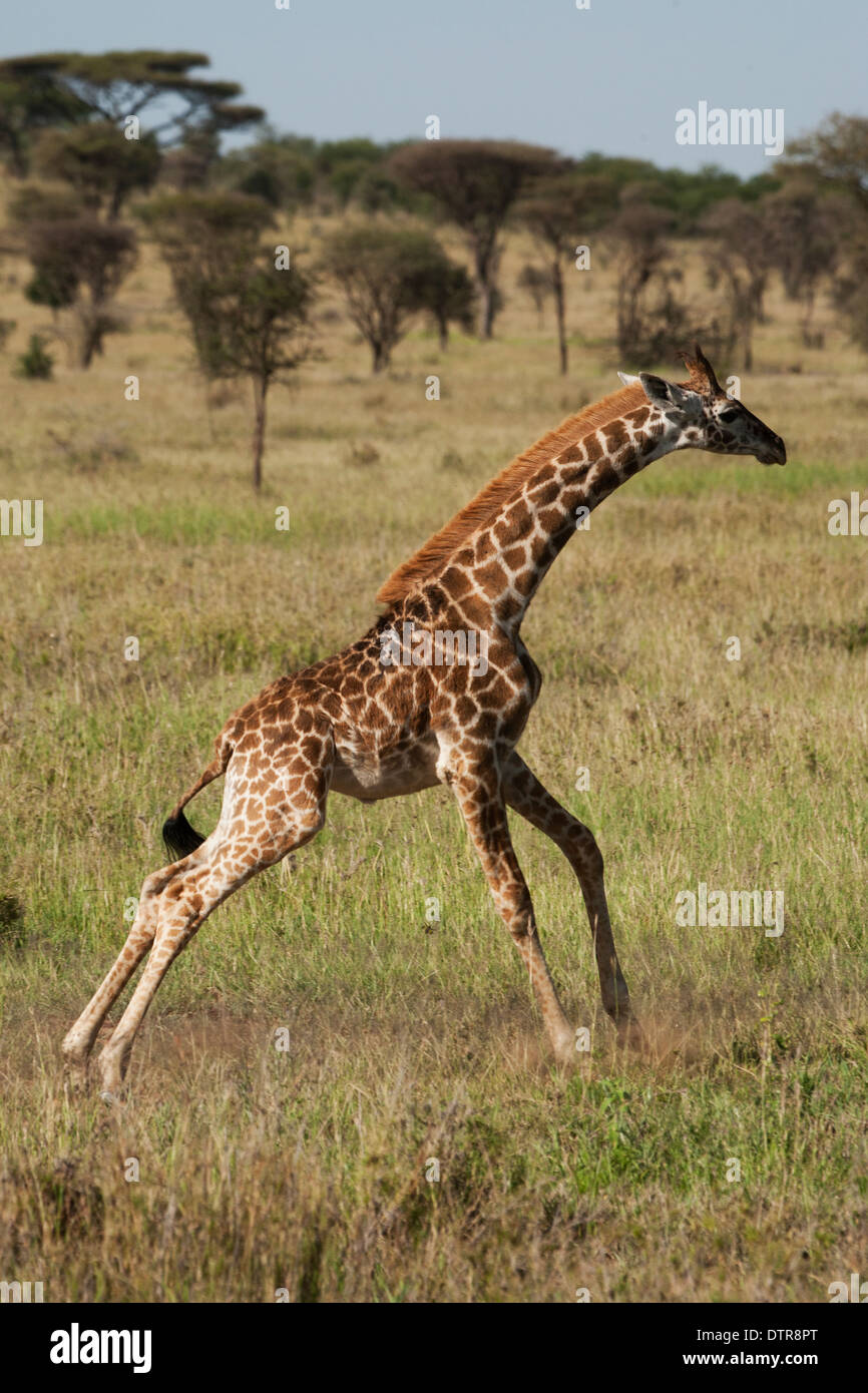 Eine juvenile Masai-Giraffe (Giraffa Plancius Tippelskirchi) Stockfoto