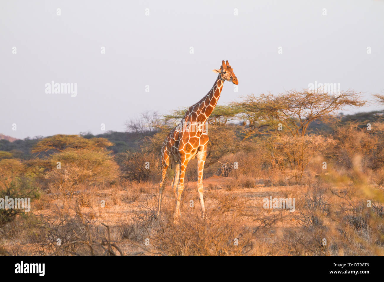 Netzartige Giraffe (Giraffa Plancius Reticulata) Bilder aus dem Monat in Samburu National Reserve, Kenia Stockfoto