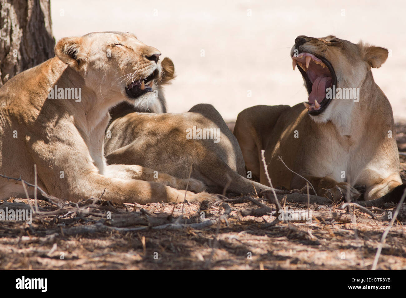 Afrikanischer Löwe stolz in der Kalahari-Wüste Stockfoto