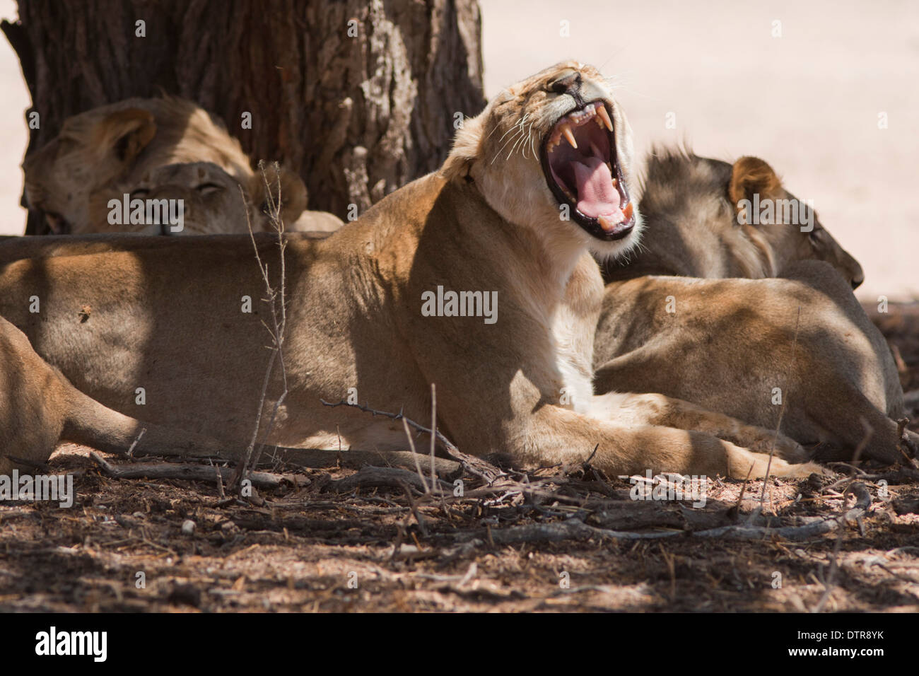 Afrikanischer Löwe stolz in der Kalahari-Wüste Stockfoto Afrikanischer Löwe stolz in der Kalahari-Wüste Stockfoto