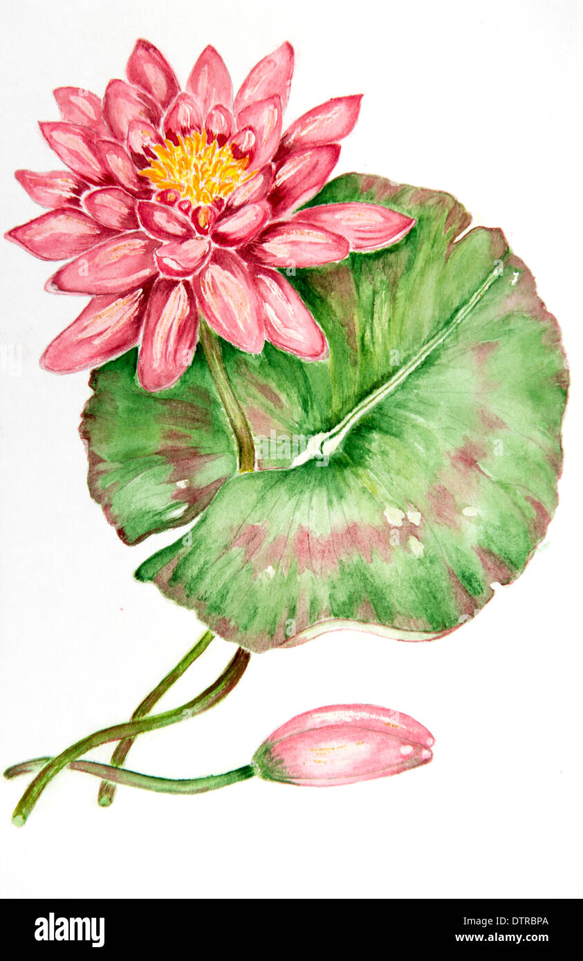 Wasser Farbmalerei einer Wasser-Lilie Stockfoto