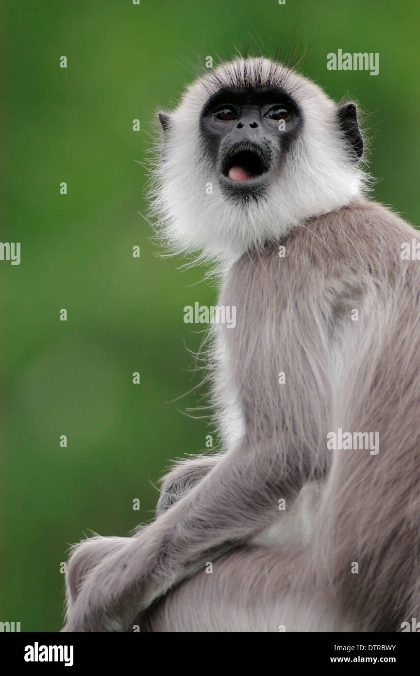 Grau-Languren getuftet / (Semnopithecus Priamos Semnopithecus Entellus Priamos Presbytis Entellus Priam) / getuftet grau Languren Stockfoto